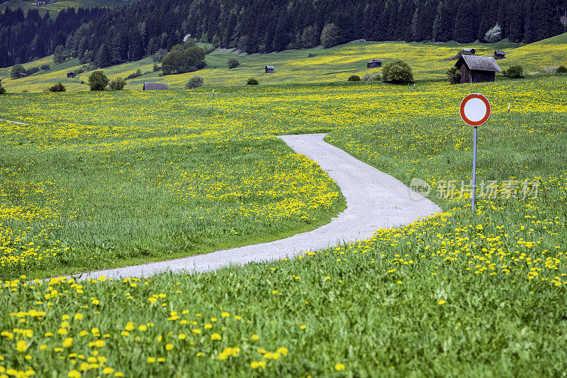 黄色的蒲公英花田，Toblach, Dolomites，欧洲阿尔卑斯山，意大利